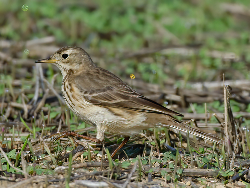 American_Pipit_14_CA_007