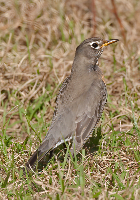 American_Robin_10_FL_002