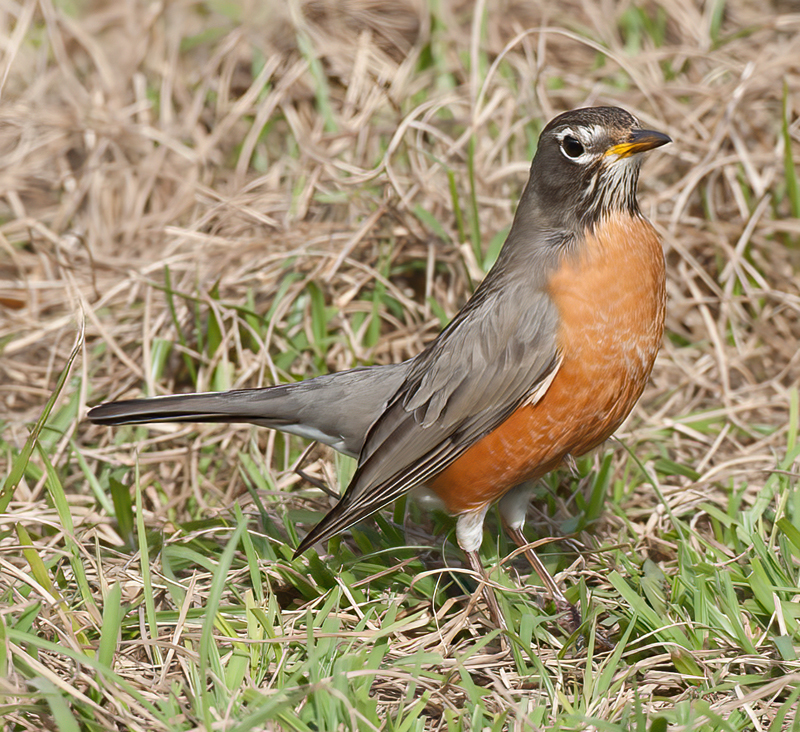 American_Robin_10_FL_004