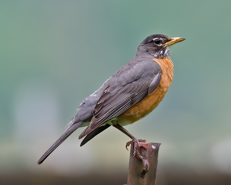 American_Robin_13_OR_009