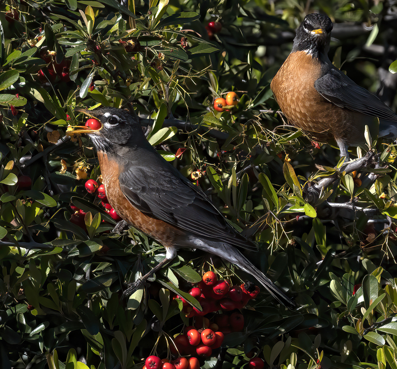 American_Robin_23_CA_010