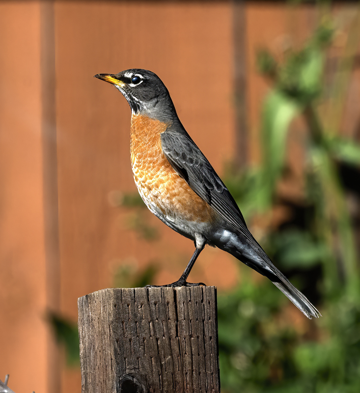 American_Robin_23_CA_013