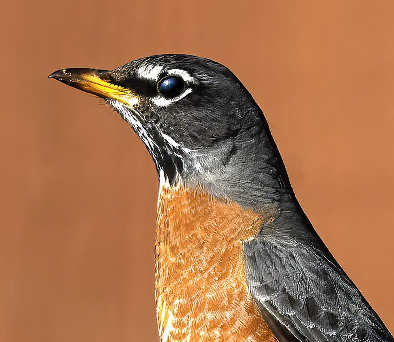 American_Robin_23_CA_013a