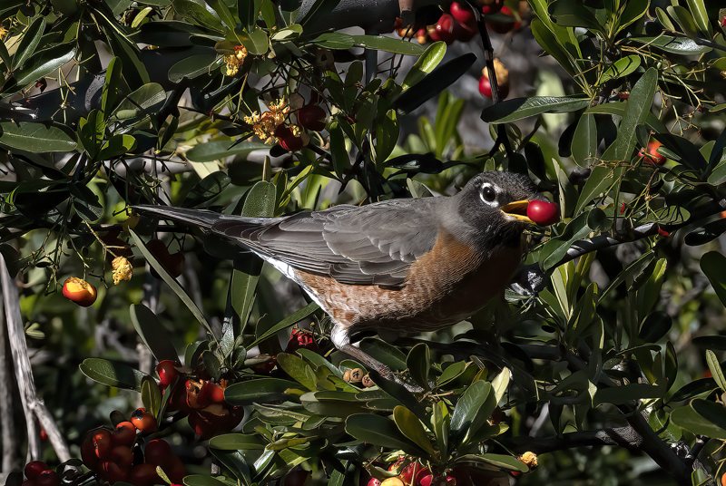 American_Robin_23_CA_017