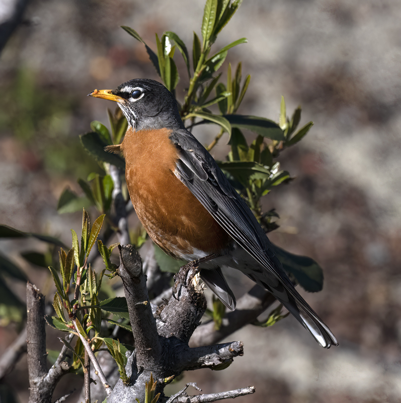 American_Robin_23_CA_020