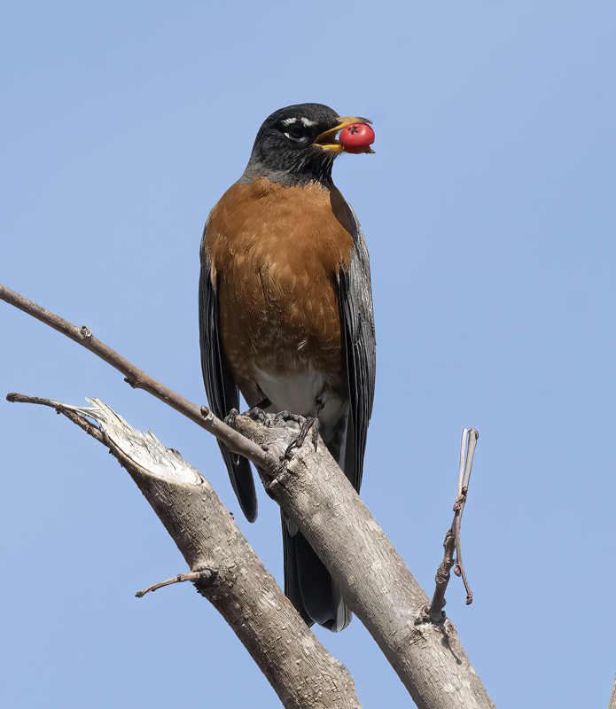 American_Robin_23_CA_030