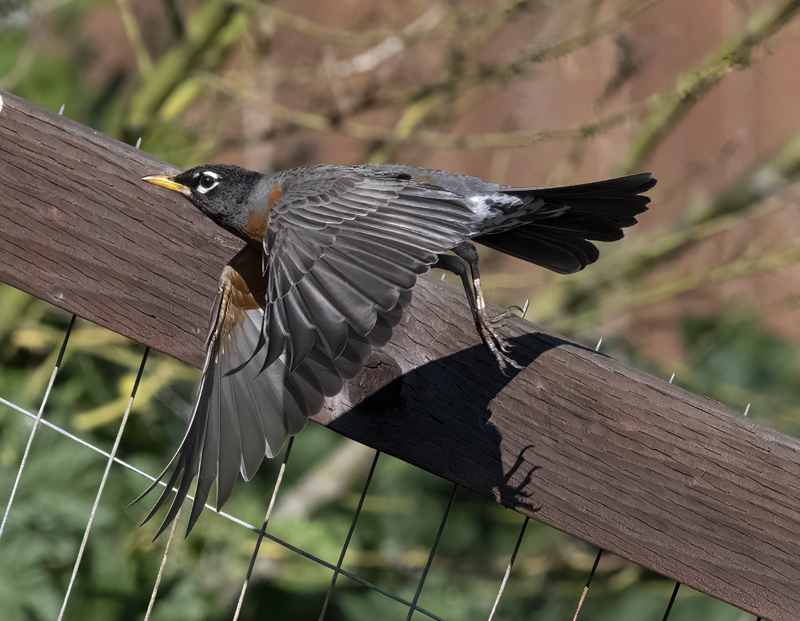 American_Robin_23_CA_061