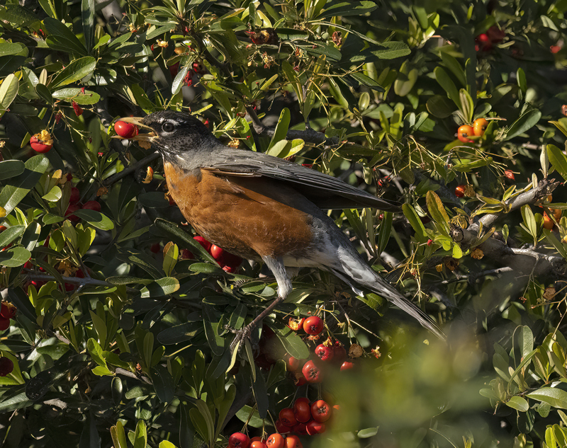American_Robin_23_CA_089
