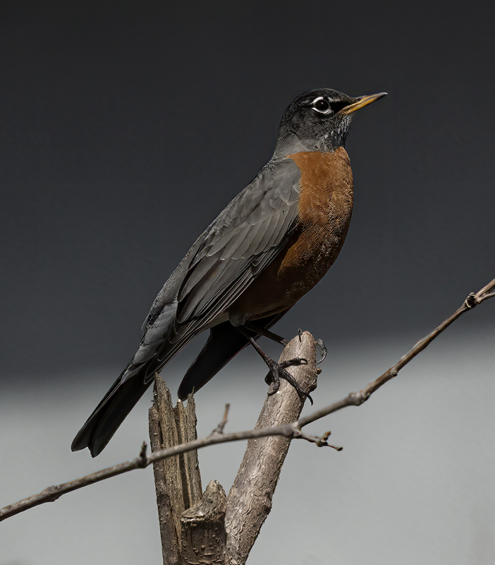 American_Robin_23_CA_114