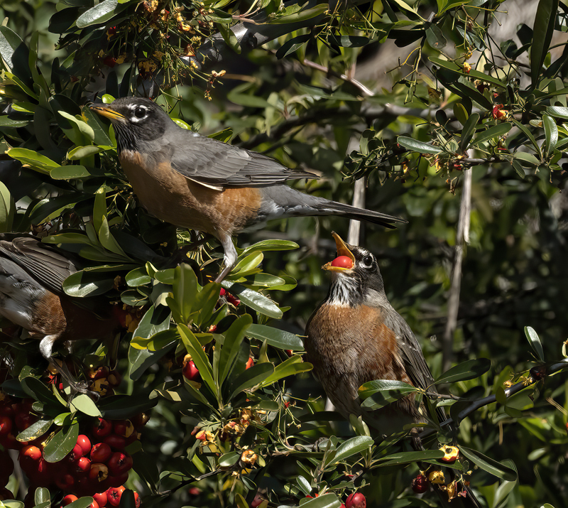 American_Robin_23_CA_116