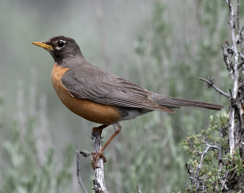 American_Robin_23_OR_L_504