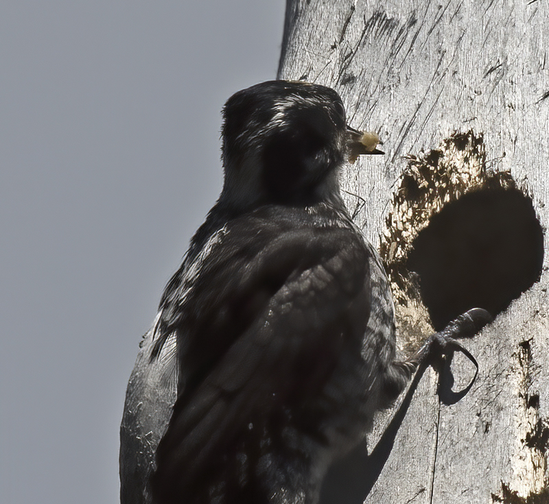 American_Three_toed_Woodpecker_17_OR_042