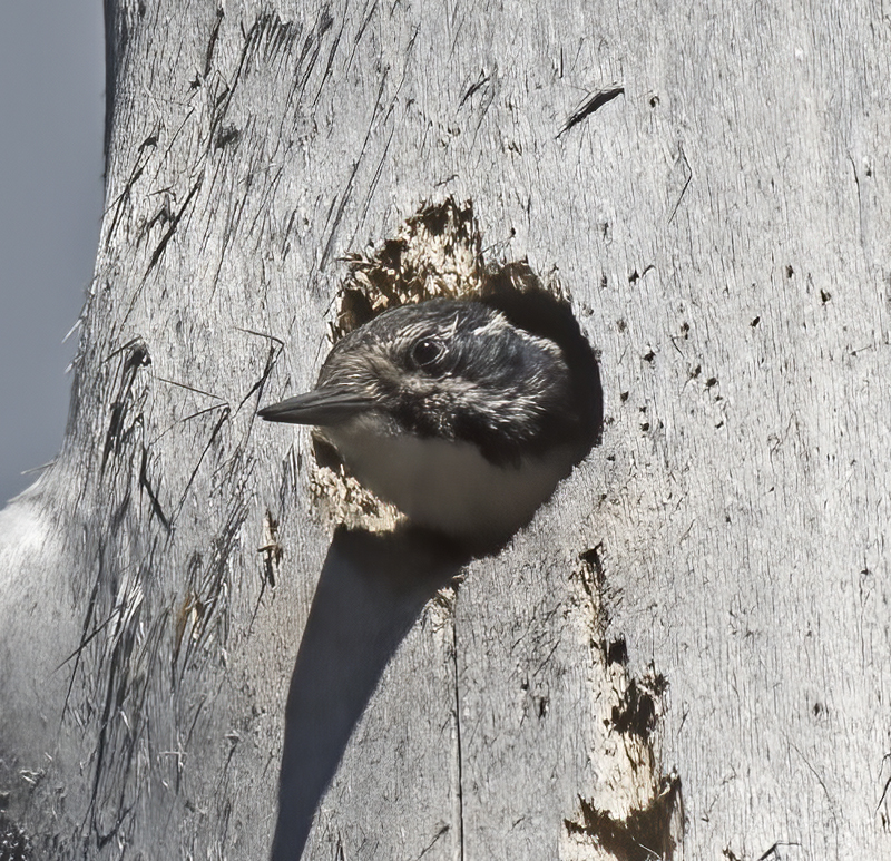 American_Three_toed_Woodpecker_17_OR_045
