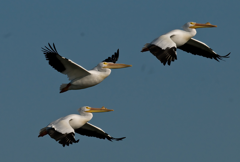 American_White_Pelican_09_FL_044