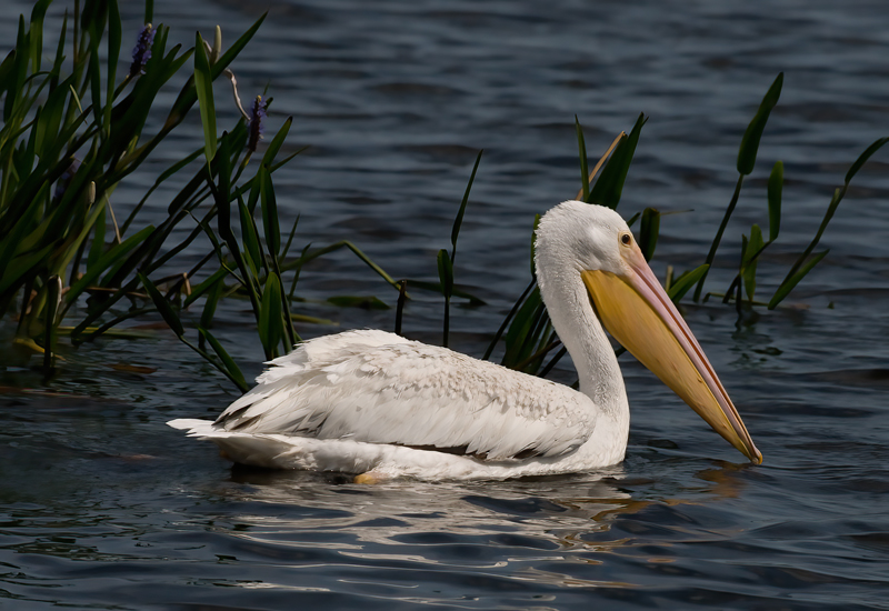 American_White_Pelican_09_FL_234