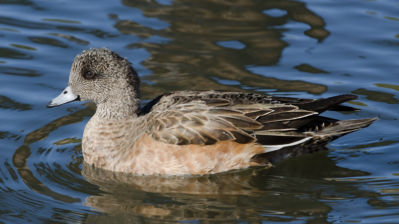 American_Widgeon_10_FL_013
