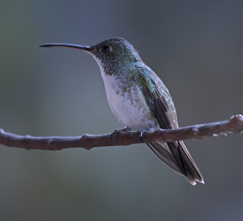 Andean_Emerald_18_Ecuador_007
