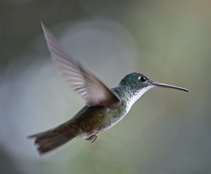 Andean_Emerald_18_Ecuador_016