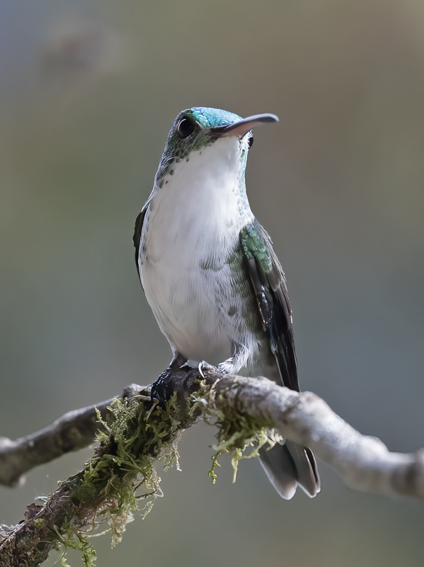 Andean_Emerald_18_Ecuador_033