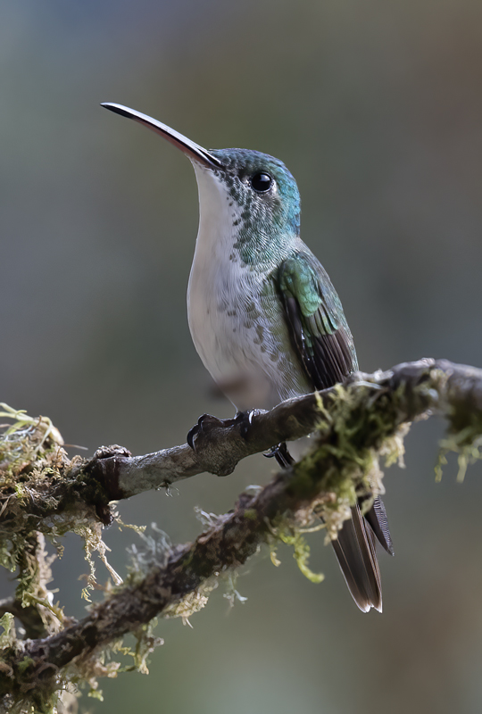 Andean_Emerald_18_Ecuador_037