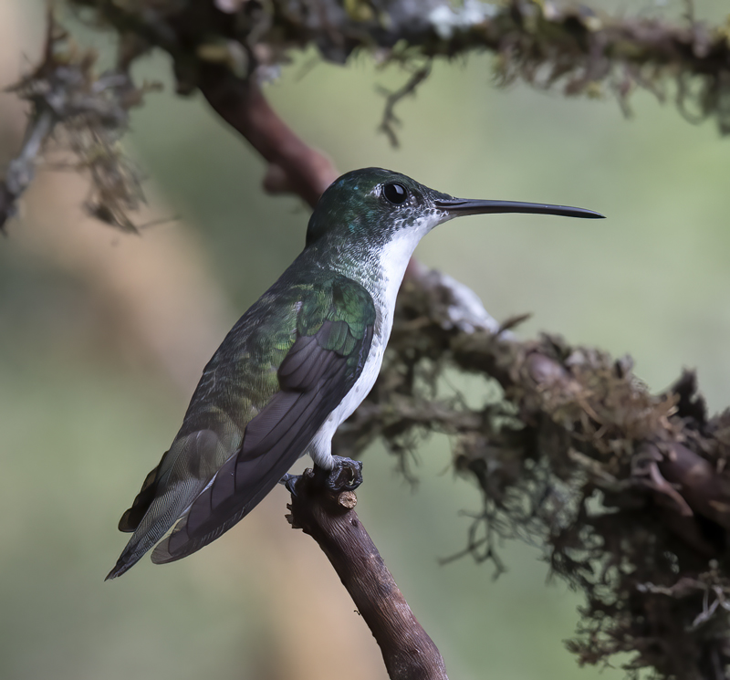 Andean_Emerald_18_Ecuador_048
