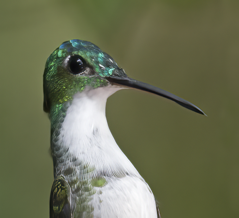 Andean_Emerald_18_Ecuador_049