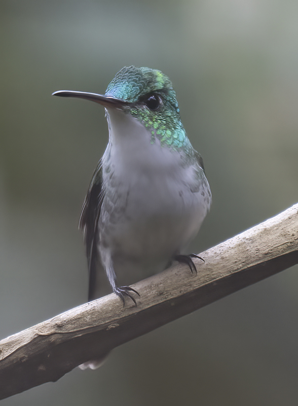 Andean_Emerald_18_Ecuador_050
