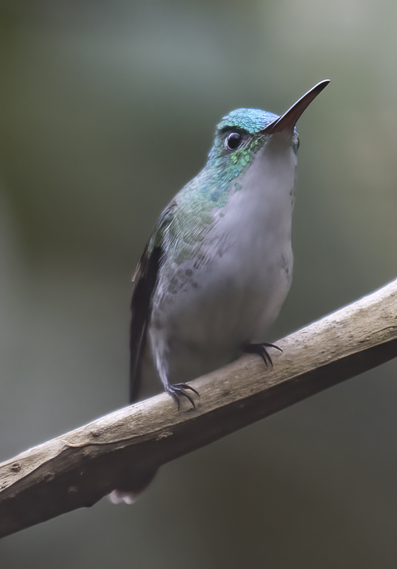 Andean_Emerald_18_Ecuador_052