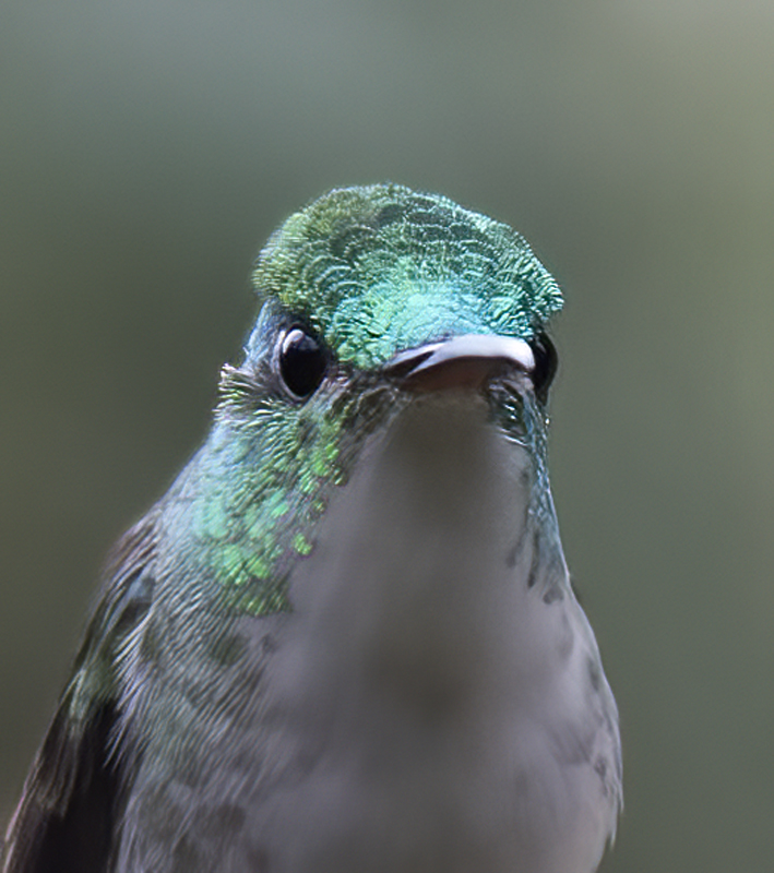 Andean_Emerald_18_Ecuador_054