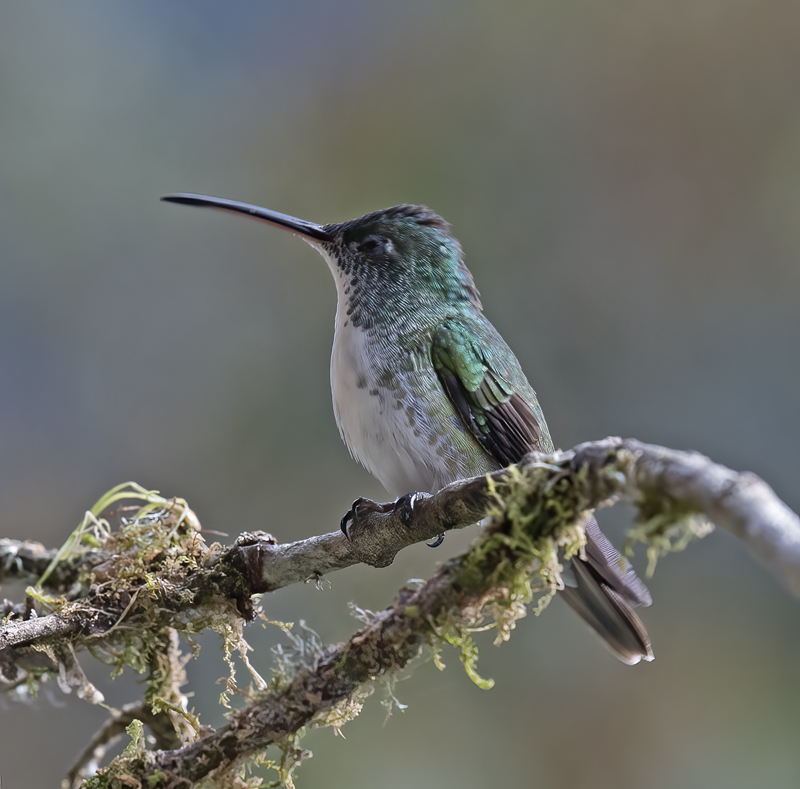 Andean_Emerald_18_Ecuador_100