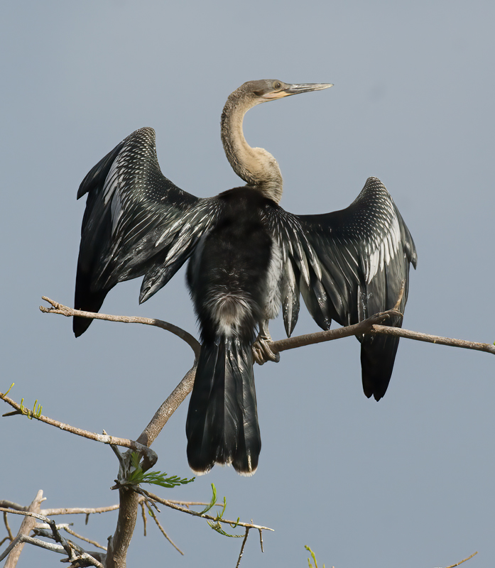 Anhinga_08_FL_009