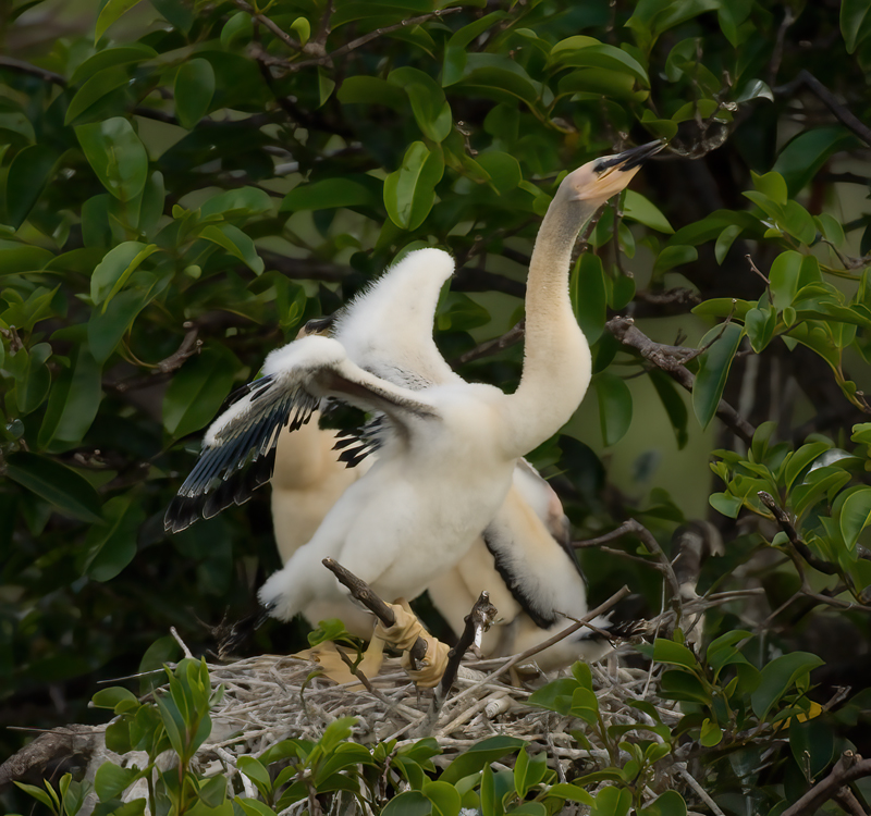 Anhinga_08_FL_014