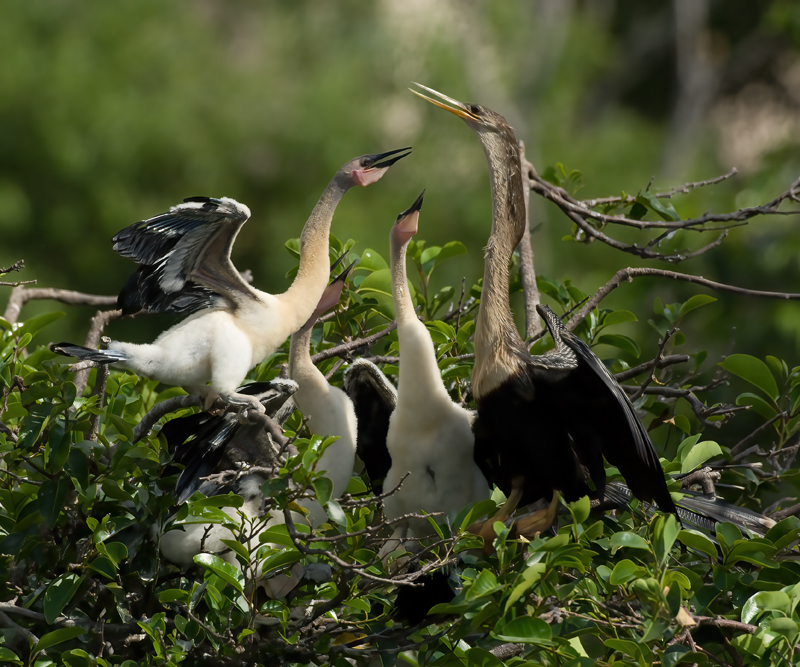 Anhinga_08_FL_021