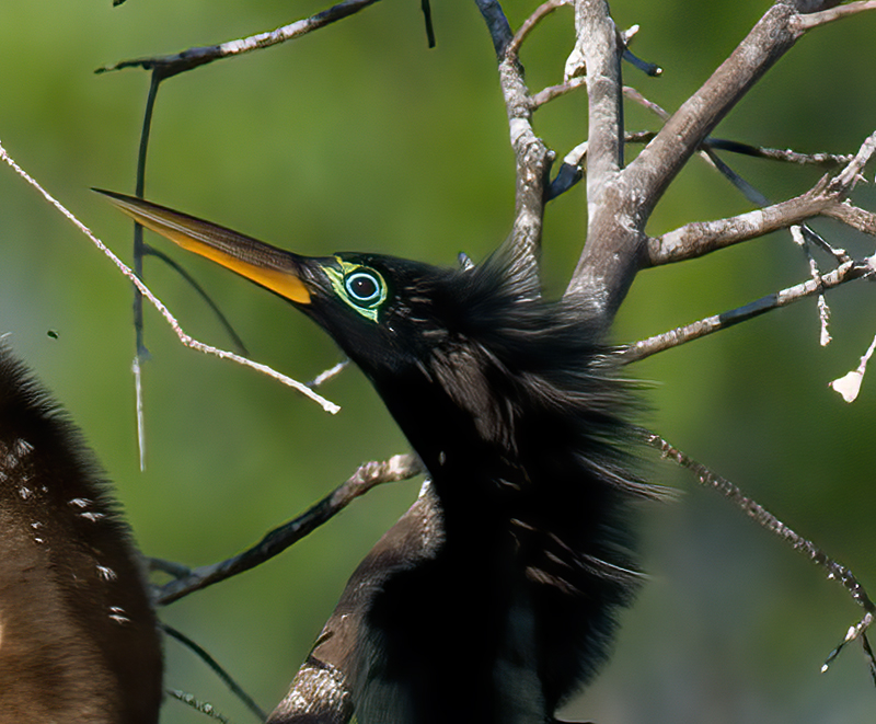 Anhinga_09_FL_063a