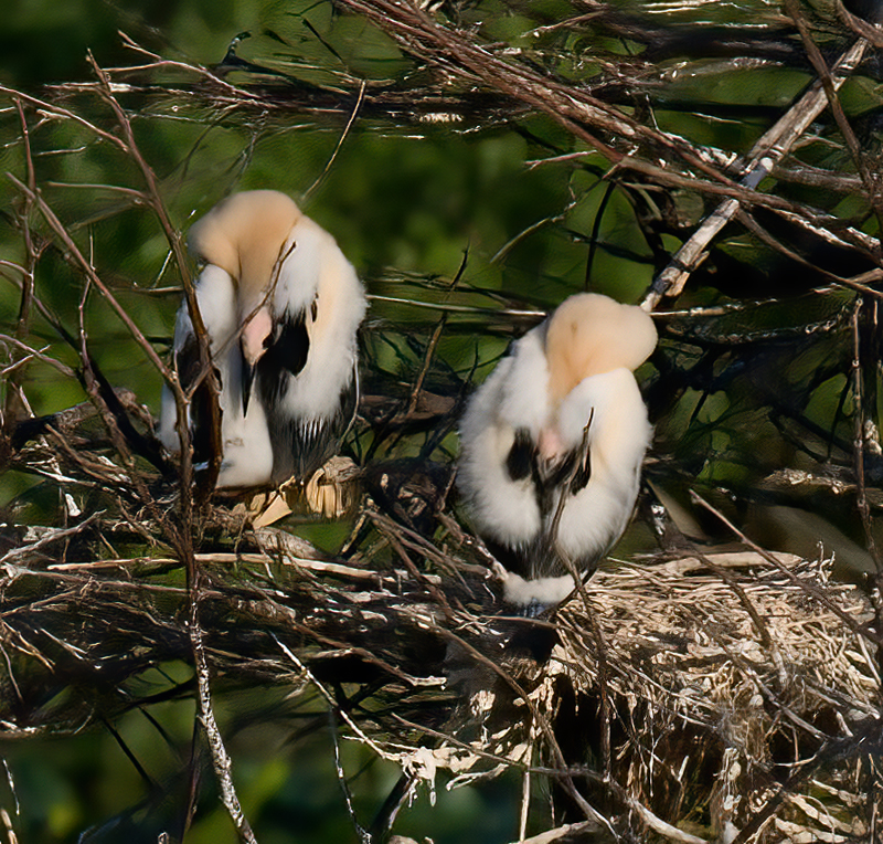 Anhinga_09_FL_073