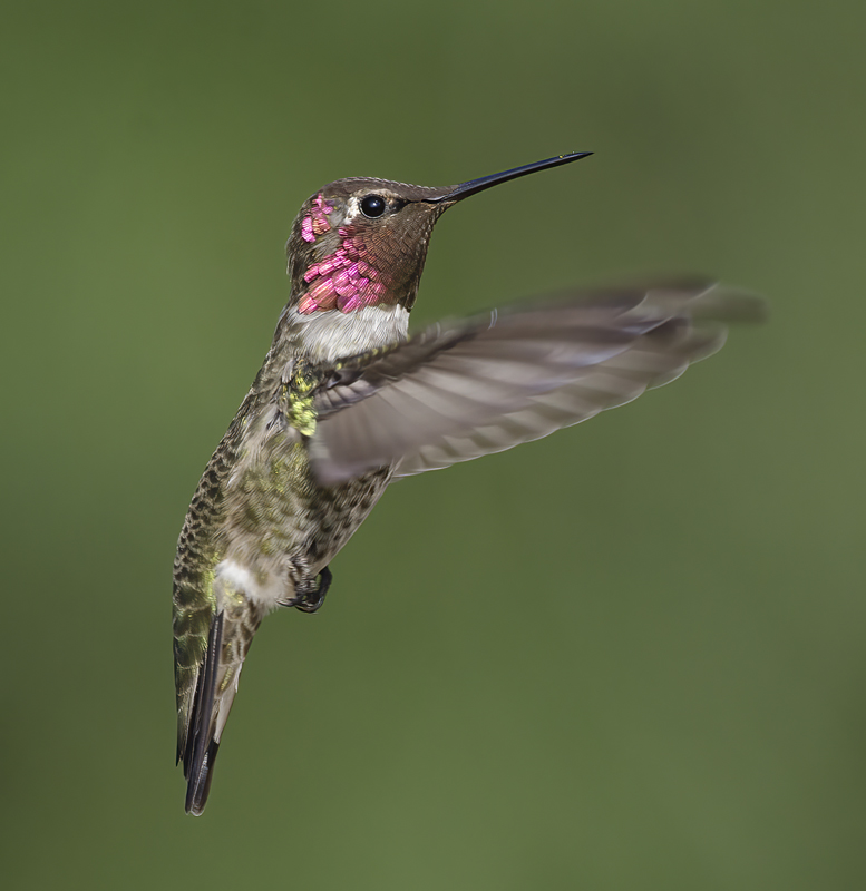 Annas_Hummingbird_14_CA_153