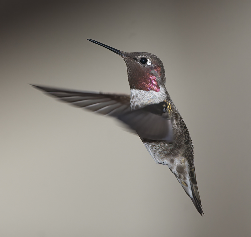 Annas_Hummingbird_14_CA_177