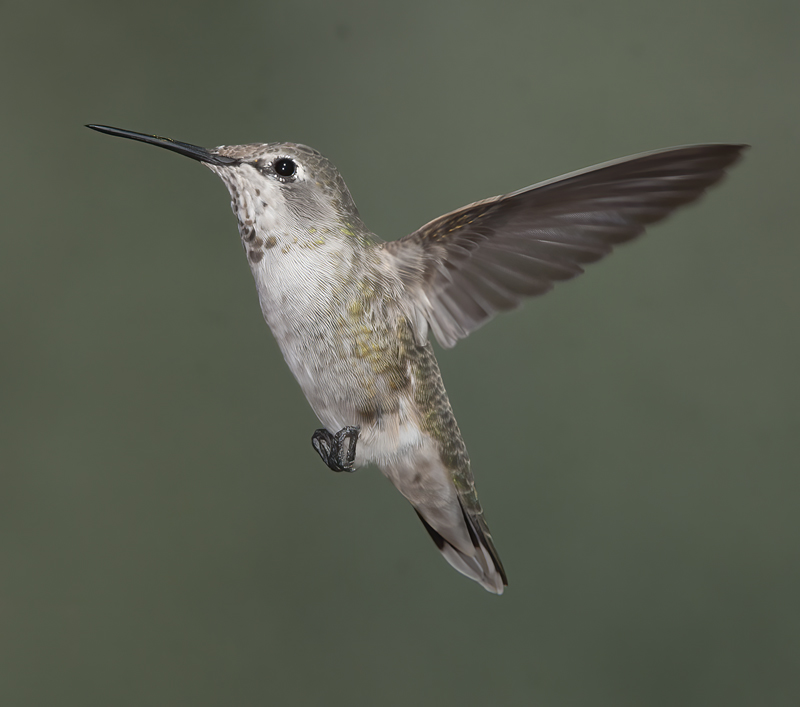 Annas_Hummingbird_14_CA_202