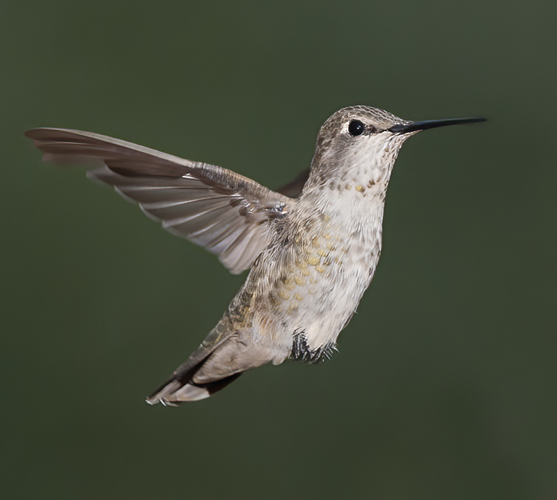 Annas_Hummingbird_14_CA_210
