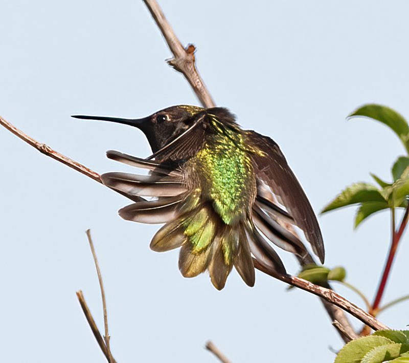Annas_Hummingbrd_14_CA_011