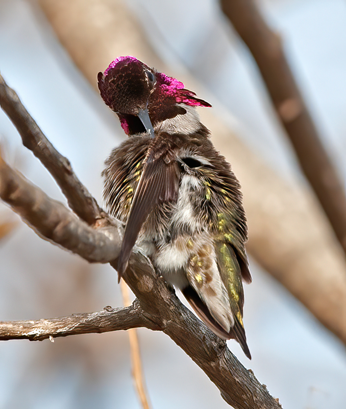 Annas_Hummingbrd_14_CA_012