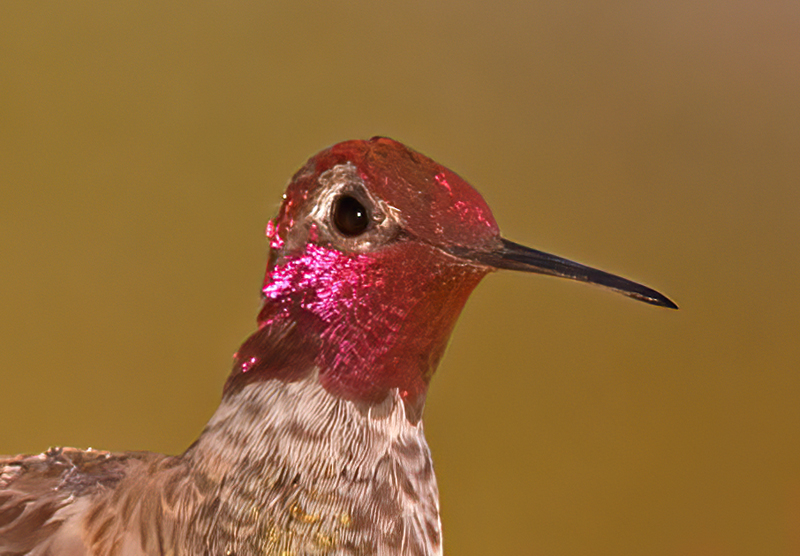 Annas_Hummingbrd_14_CA_087