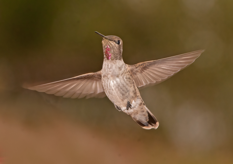 Annas_Hummingbrd_14_CA_101