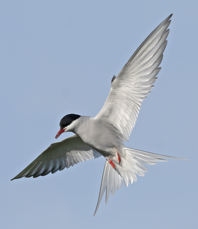 Arctic_Tern_22_Iceland_008