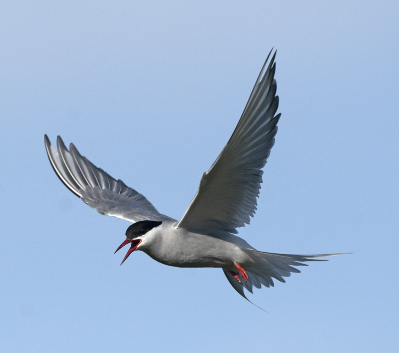 Arctic_Tern_22_Iceland_011