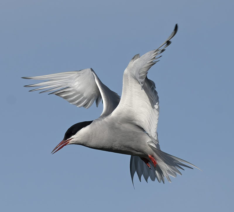 Arctic_Tern_22_Iceland_012