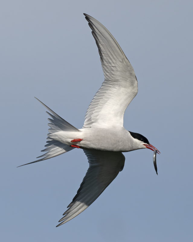 Arctic_Tern_22_Iceland_015