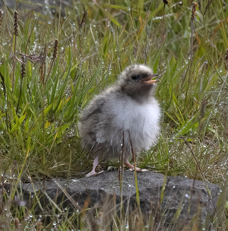 Arctic_Tern_22_Iceland_053