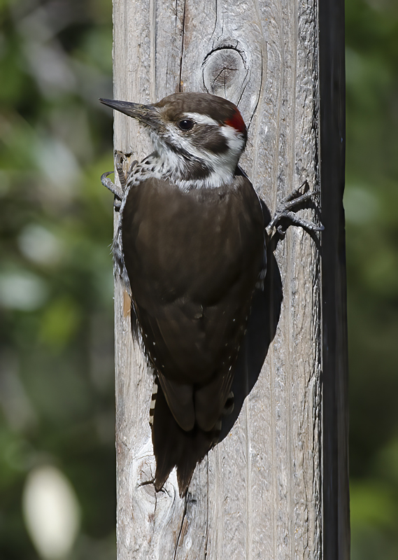 Arizona_Woodpecker_14_AZ_002