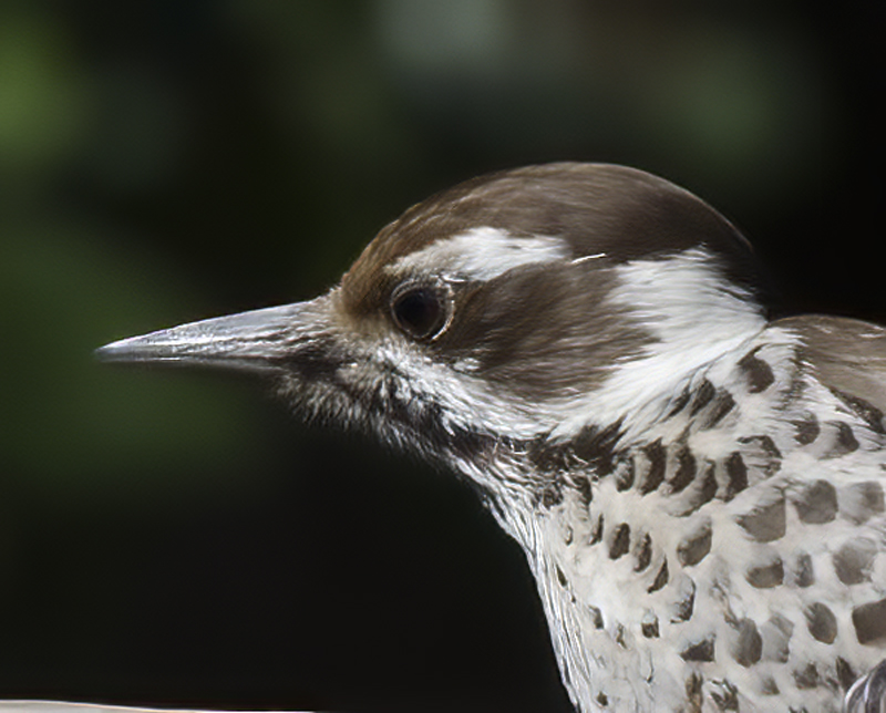Arizona_Woodpecker_14_AZ_010